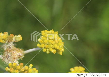 春の野原に咲くハハコグサの黄色い花 春の野原に咲くハハコグサの黄色い花 77875224
