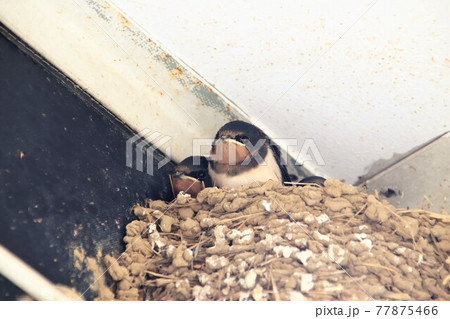 ツバメの巣　ツバメの子供 77875466