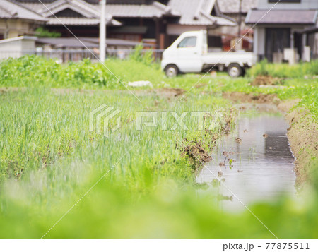 田植え前の田んぼ 田植え前の田んぼ 77875511