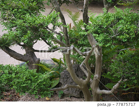 ツゲの木 ツゲの木 77875717