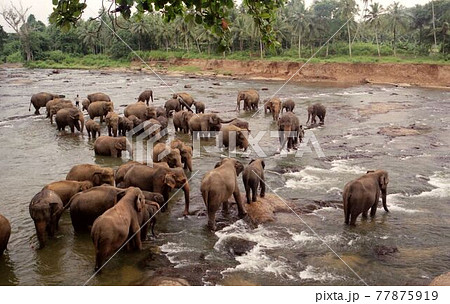 象の孤児院　ピンナワラ象園　スリランカ 77875919