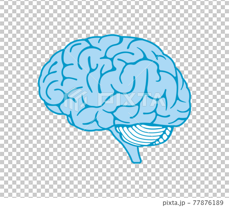 人の脳みそ (横から) ベクターイラスト (青系) 人の脳みそ (横から) ベクターイラスト (青系) 77876189