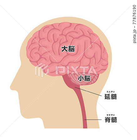 人の脳みその構造と部位名 横から ベクターイラストのイラスト素材