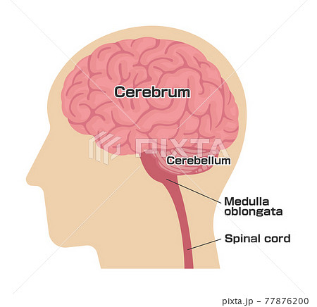 人の脳みその構造と部位名 横から ベクターイラスト 英語 のイラスト素材
