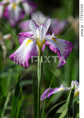 花菖蒲 77876209
