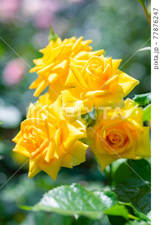 薔薇の花びら、美しい薔薇の庭、黄色いバラ、上品な薔薇、 77876247