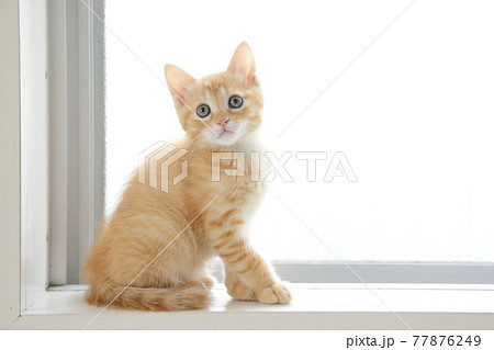 ねこちゃん親子の日常風景 77876249
