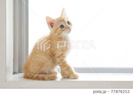 ねこちゃん親子の日常風景 ねこちゃん親子の日常風景 77876252