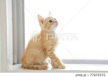 ねこちゃん親子の日常風景 77876255
