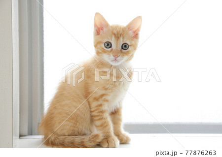 ねこちゃん親子の日常風景 77876263