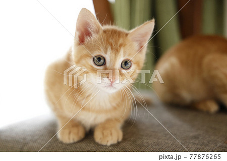 ねこちゃん親子の日常風景 77876265