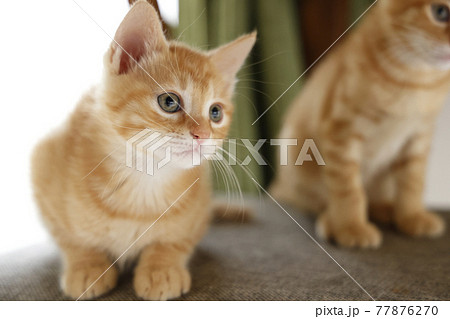 ねこちゃん親子の日常風景 77876270