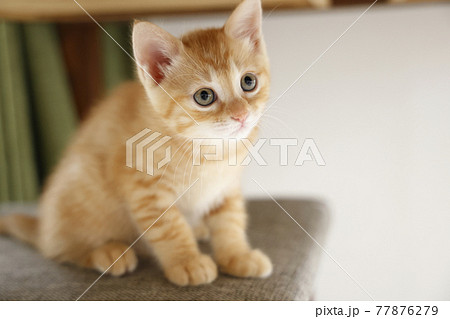ねこちゃん親子の日常風景 ねこちゃん親子の日常風景 77876279