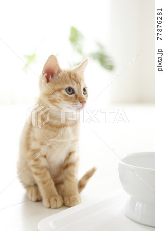 ねこちゃん親子の日常風景 77876281