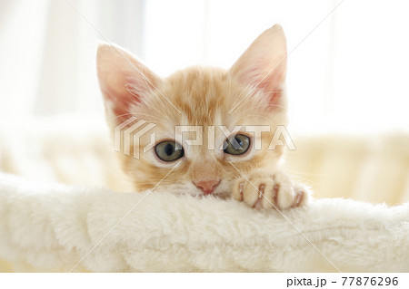 ねこちゃん親子の日常風景 ねこちゃん親子の日常風景 77876296