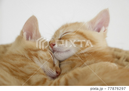 ねこちゃん親子の日常風景 ねこちゃん親子の日常風景 77876297