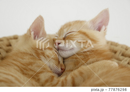 ねこちゃん親子の日常風景 77876298