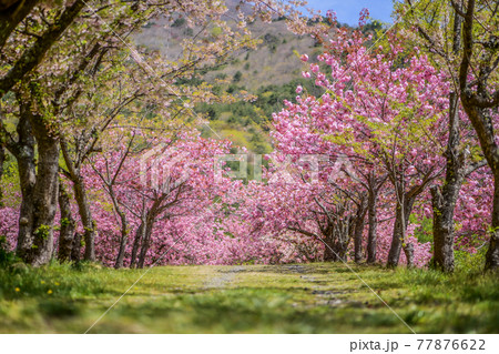 天鏡台の八重桜 天鏡台の八重桜 77876622