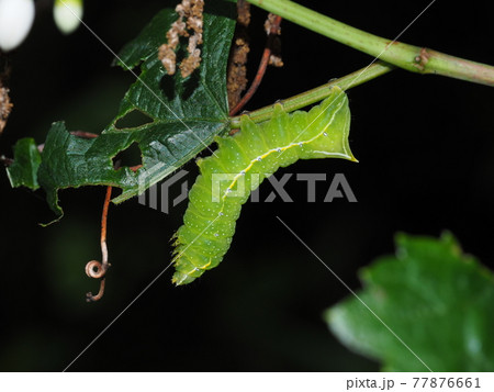 シマカラスヨトウの幼虫 シマカラスヨトウの幼虫 77876661