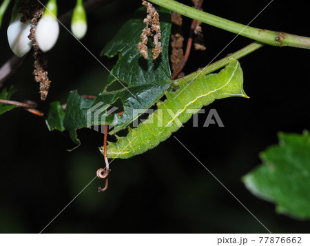 シマカラスヨトウの幼虫 シマカラスヨトウの幼虫 77876662