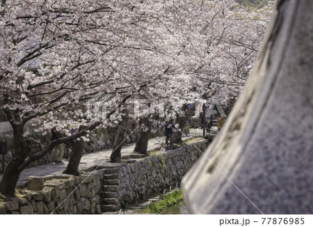 桜満開の滋賀県近江八幡市の八幡堀	 77876985