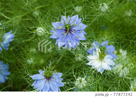 ガーデンの美しいニゲラの花 ガーデンの美しいニゲラの花 77877242