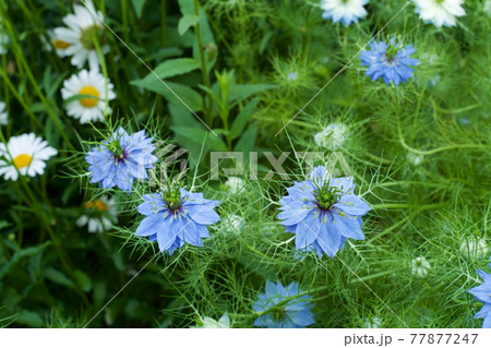 ガーデンの美しいニゲラの花 77877247