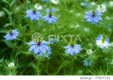 ガーデンの美しいニゲラの花 ガーデンの美しいニゲラの花 77877252
