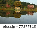 観音堂と水田　　新潟の風景 77877315