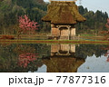 春の田舎の風景　　　水田とお堂 77877316
