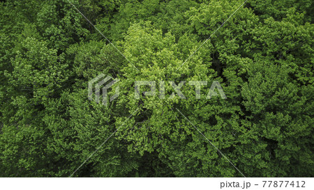 Drone's Eye View - forrest from above, aerial top down green forest background, Caucasus, Russia. 77877412
