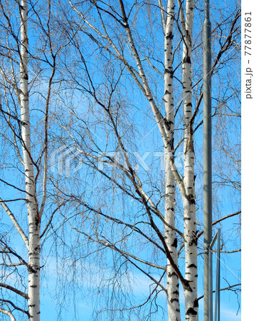 フィンランドの白樺の木の写真素材 [77877861] - PIXTA
