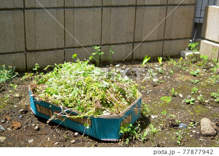 庭の草むしり・草取りの風景 77877942