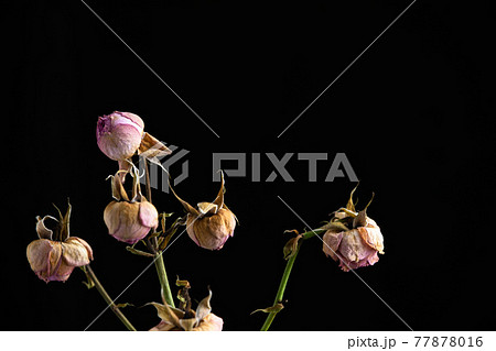 黒背景に枯れた薔薇の写真素材