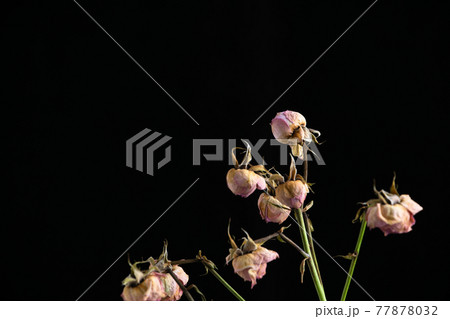 黒背景に枯れた薔薇の写真素材