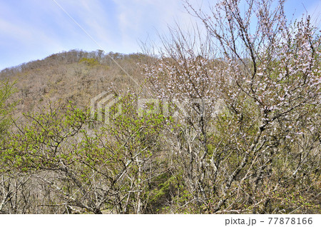三国山稜の春 ヤマザクラ咲くアザミ平より畑尾山を望む 三国山稜の春 ヤマザクラ咲くアザミ平より畑尾山を望む 77878166