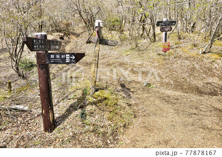 三国山稜の春　アザミ平分岐 77878167