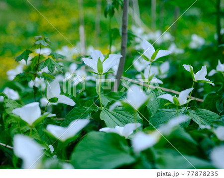 オオバナノエンレイソウ オオバナノエンレイソウ 77878235