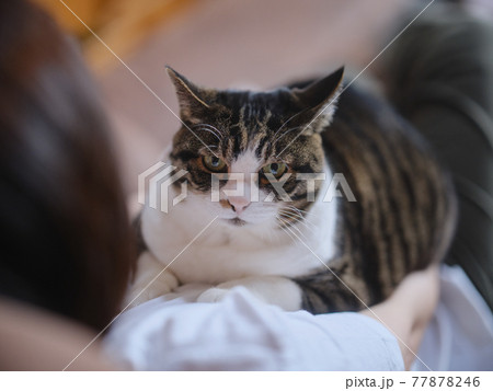 猫と飼い主 猫と飼い主 77878246
