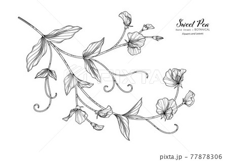 daisy and sweet pea flower tattoo  Clip Art Library