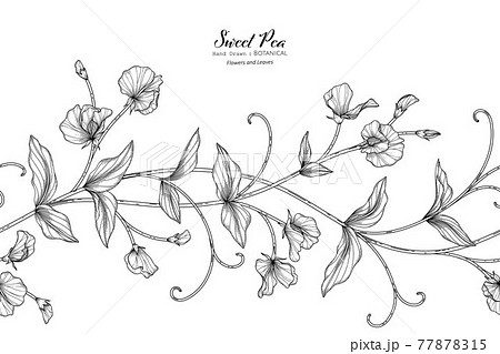 Sweet Peas Flower And Leaf Hand Drawn Botanical のイラスト素材