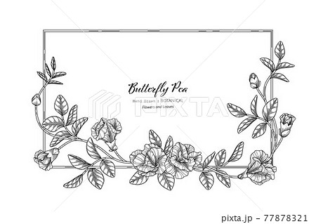 Butterfly Peas Flower And Leaf Hand Drawn のイラスト素材