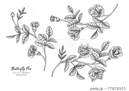 Butterfly peas flower and leaf hand drawn botanical illustration with line art. Butterfly peas flower and leaf hand drawn botanical illustration with line art. 77878325