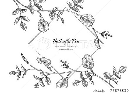 Butterfly Peas Flower And Leaf Hand Drawn のイラスト素材