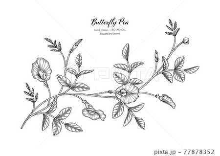 Butterfly peas flower and leaf hand drawn botanical illustration with line art. Butterfly peas flower and leaf hand drawn botanical illustration with line art. 77878352