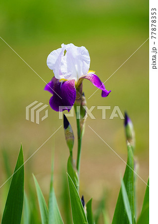 菖蒲 菖蒲 77878353