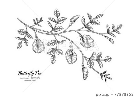 Butterfly peas flower and leaf hand drawn botanical illustration with line art. Butterfly peas flower and leaf hand drawn botanical illustration with line art. 77878355