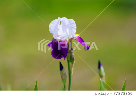 菖蒲 菖蒲 77878356