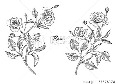 Roses Flower And Leaf Hand Drawn Botanical のイラスト素材