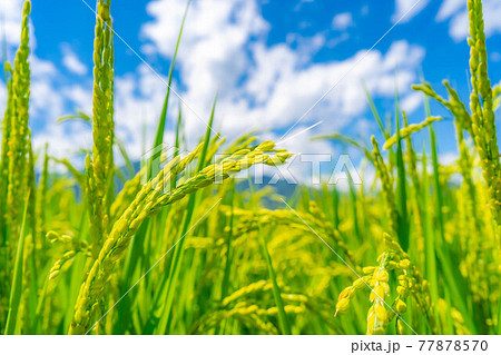 安曇野の夏の水田 出穂 【長野県】 安曇野の夏の水田 出穂 【長野県】 77878570